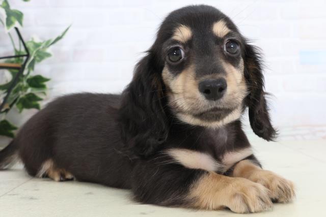 長崎県のカニンヘンダックスフンド(ロング) (Coo&RIKU長崎佐世保店/2026年1月26日生まれ/男の子/ブラックタン)の子犬の2枚目の画像