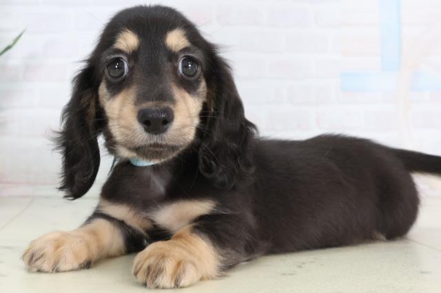 長崎県のカニンヘンダックスフンド(ロング) (Coo&RIKU長崎佐世保店/2026年1月26日生まれ/男の子/ブラックタン)の子犬の3枚目の画像