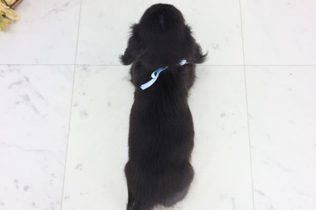 長崎県のカニンヘンダックスフンド(ロング) (Coo&RIKU長崎佐世保店/2026年1月26日生まれ/男の子/ブラックタン)の子犬の4枚目の画像