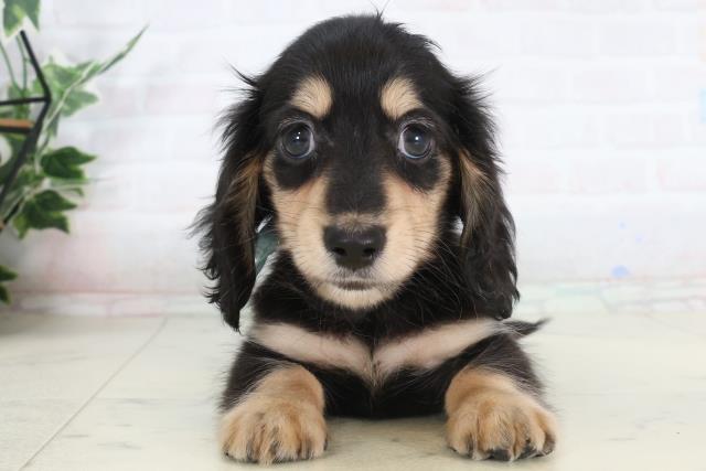 鹿児島県のカニンヘンダックスフンド(ロング) (Coo&RIKU霧島店/2026年1月26日生まれ/男の子/ブラックタン)の子犬