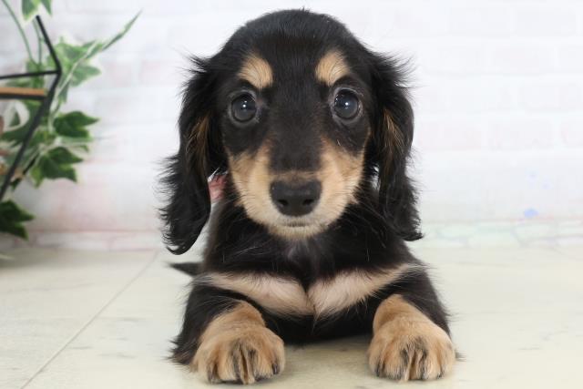 カニンヘンダックスフンド