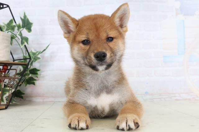 福岡県の柴犬(標準サイズ) (Coo&RIKU黒崎店/2026年1月27日生まれ/男の子/赤)の子犬の1枚目の画像