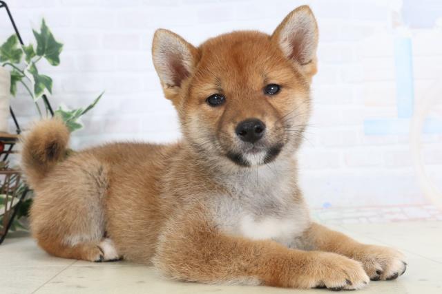 福岡県の柴犬(標準サイズ) (Coo&RIKU黒崎店/2026年1月27日生まれ/男の子/赤)の子犬の2枚目の画像