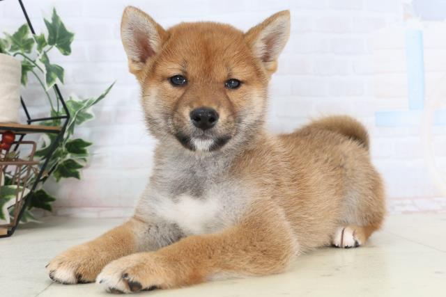 福岡県の柴犬(標準サイズ) (Coo&RIKU黒崎店/2026年1月27日生まれ/男の子/赤)の子犬の3枚目の画像