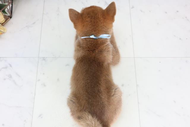 福岡県の柴犬(標準サイズ) (Coo&RIKU黒崎店/2026年1月27日生まれ/男の子/赤)の子犬の4枚目の画像