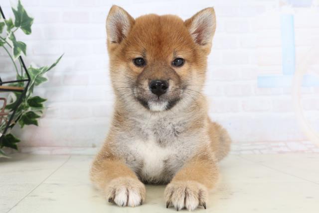 大分県の柴犬(標準サイズ) (Coo&RIKU大分店/2026年1月27日生まれ/男の子/赤)の子犬の1枚目の画像