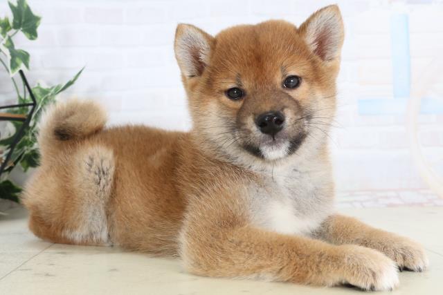 大分県の柴犬(標準サイズ) (Coo&RIKU大分店/2026年1月27日生まれ/男の子/赤)の子犬の2枚目の画像