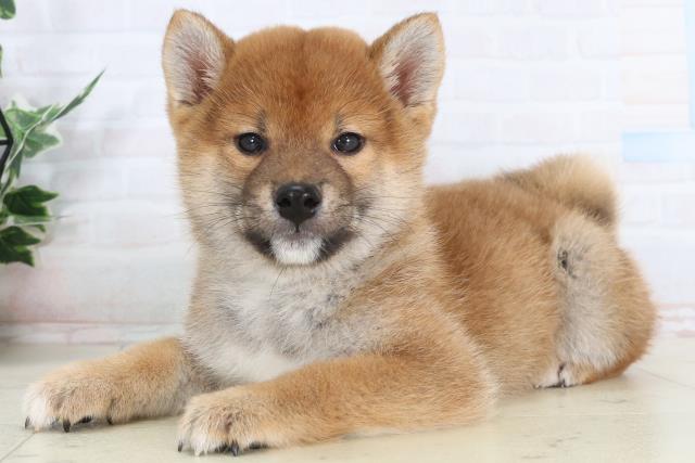 大分県の柴犬(標準サイズ) (Coo&RIKU大分店/2026年1月27日生まれ/男の子/赤)の子犬の3枚目の画像