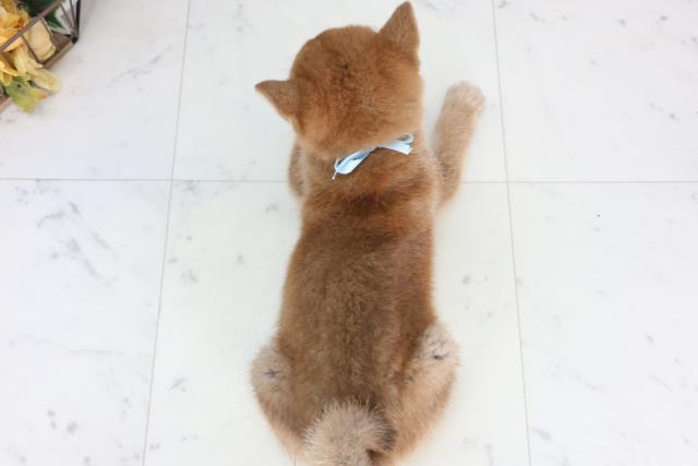 大分県の柴犬(標準サイズ) (Coo&RIKU大分店/2026年1月27日生まれ/男の子/赤)の子犬の4枚目の画像