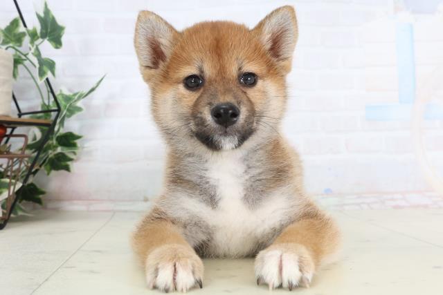 長崎県の柴犬(標準サイズ) (Coo&RIKU長崎佐世保店/2026年1月27日生まれ/女の子/赤)の子犬の1枚目の画像