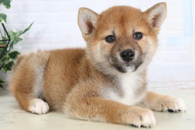 長崎県の柴犬(標準サイズ) (Coo&RIKU長崎佐世保店/2026年1月27日生まれ/女の子/赤)の子犬の2枚目の画像