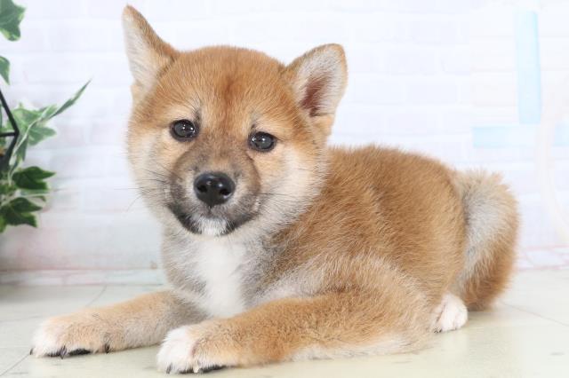 長崎県の柴犬(標準サイズ) (Coo&RIKU長崎佐世保店/2026年1月27日生まれ/女の子/赤)の子犬の3枚目の画像