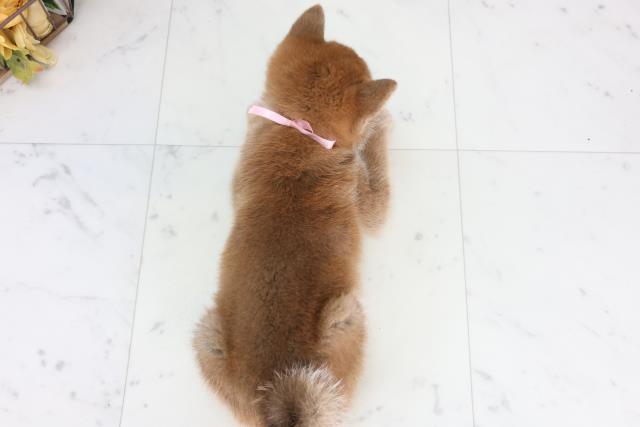 長崎県の柴犬(標準サイズ) (Coo&RIKU長崎佐世保店/2026年1月27日生まれ/女の子/赤)の子犬の4枚目の画像