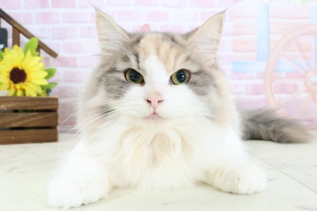 福岡県のノルウェージャンフォレストキャット (Coo&RIKU福岡東店/2025年8月27日生まれ/女の子/ダイリュートキャリコ)の子猫の1枚目の画像