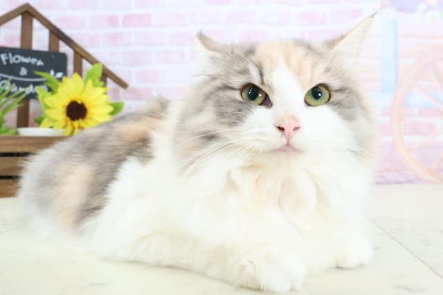 福岡県のノルウェージャンフォレストキャット (Coo&RIKU福岡東店/2025年8月27日生まれ/女の子/ダイリュートキャリコ)の子猫の2枚目の画像