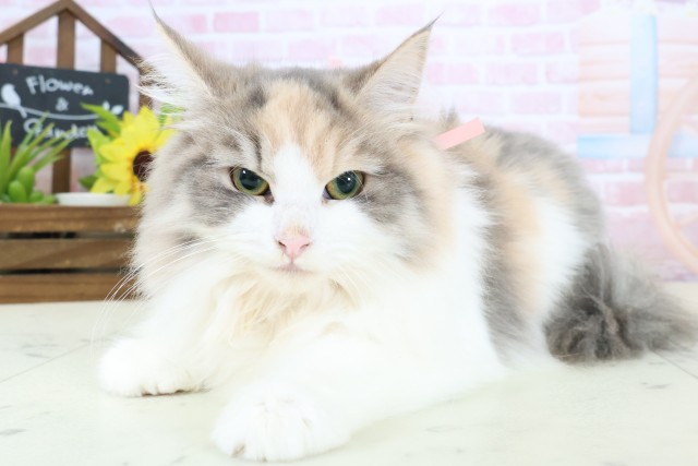 福岡県のノルウェージャンフォレストキャット (Coo&RIKU福岡東店/2025年8月27日生まれ/女の子/ダイリュートキャリコ)の子猫の3枚目の画像