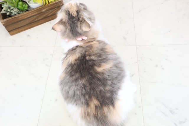 福岡県のノルウェージャンフォレストキャット (Coo&RIKU福岡東店/2025年8月27日生まれ/女の子/ダイリュートキャリコ)の子猫の4枚目の画像