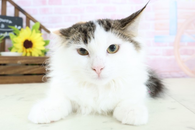 大分県のノルウェージャンフォレストキャット (Coo&RIKU大分店/2025年10月20日生まれ/女の子/トービーホワイト)の子猫の1枚目の画像