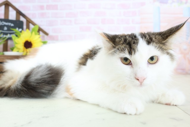 大分県のノルウェージャンフォレストキャット (Coo&RIKU大分店/2025年10月20日生まれ/女の子/トービーホワイト)の子猫の2枚目の画像