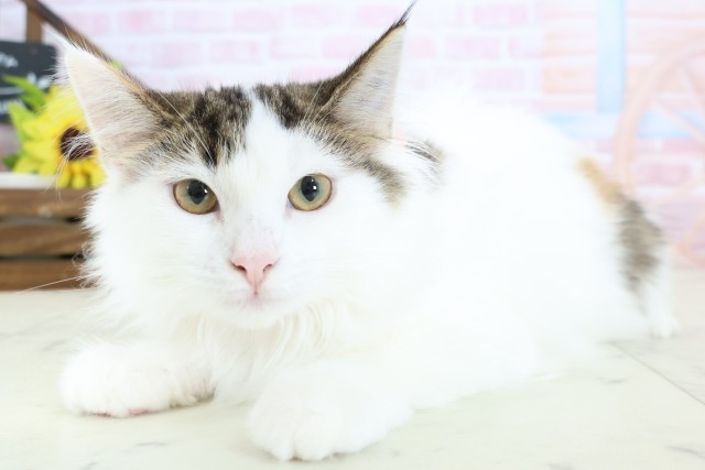 大分県のノルウェージャンフォレストキャット (Coo&RIKU大分店/2025年10月20日生まれ/女の子/トービーホワイト)の子猫の3枚目の画像