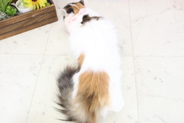 大分県のノルウェージャンフォレストキャット (Coo&RIKU大分店/2025年10月20日生まれ/女の子/トービーホワイト)の子猫の4枚目の画像