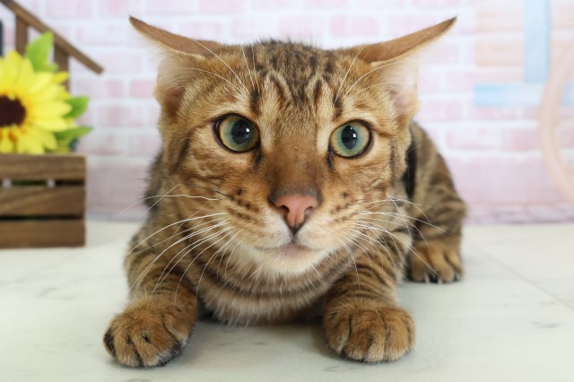 長崎県のトイガー (Coo&RIKU大村店/2025年9月12日生まれ/男の子/ブラウンマッカレルタビー)の子猫の1枚目の画像