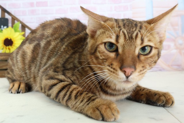 長崎県のトイガー (Coo&RIKU大村店/2025年9月12日生まれ/男の子/ブラウンマッカレルタビー)の子猫の2枚目の画像