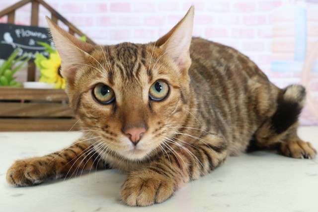 長崎県のトイガー (Coo&RIKU大村店/2025年9月12日生まれ/男の子/ブラウンマッカレルタビー)の子猫の3枚目の画像