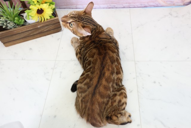 長崎県のトイガー (Coo&RIKU大村店/2025年9月12日生まれ/男の子/ブラウンマッカレルタビー)の子猫の4枚目の画像