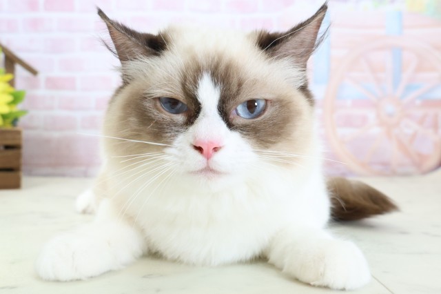 福岡県のラグドール (Coo&RIKU福岡古賀店/2025年8月27日生まれ/女の子/ブルーポイントバイカラー)の子猫の1枚目の画像