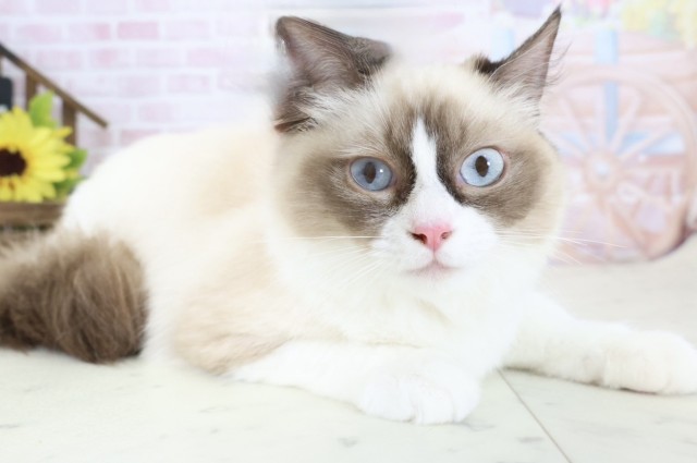 福岡県のラグドール (Coo&RIKU福岡古賀店/2025年8月27日生まれ/女の子/ブルーポイントバイカラー)の子猫の2枚目の画像
