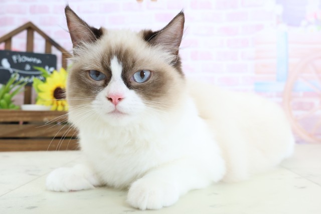 福岡県のラグドール (Coo&RIKU福岡古賀店/2025年8月27日生まれ/女の子/ブルーポイントバイカラー)の子猫の3枚目の画像
