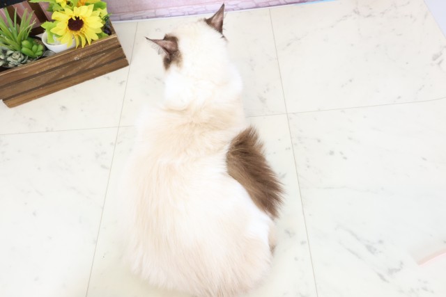 福岡県のラグドール (Coo&RIKU福岡古賀店/2025年8月27日生まれ/女の子/ブルーポイントバイカラー)の子猫の4枚目の画像