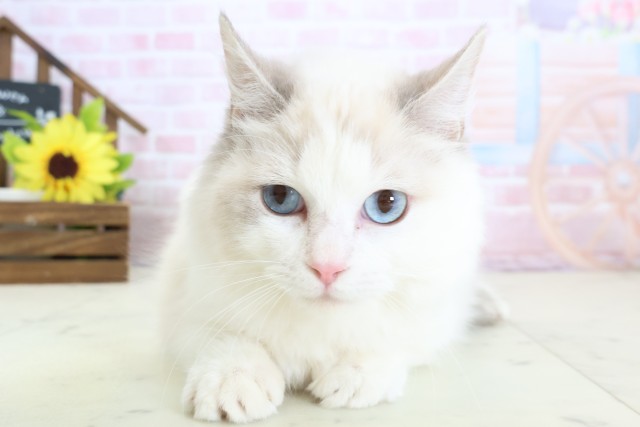 鹿児島県のラグドール (Coo&RIKU霧島店/2025年8月27日生まれ/女の子/ブルーポイントバイカラー)の子猫