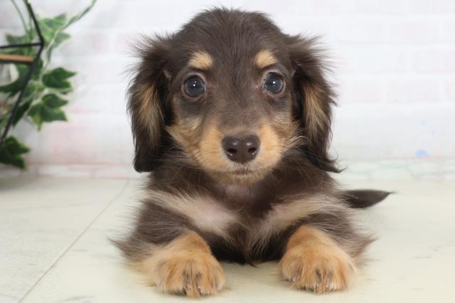 ミニチュア・ダックスフンド