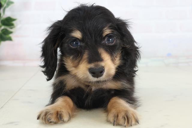 ミニチュア・ダックスフンド