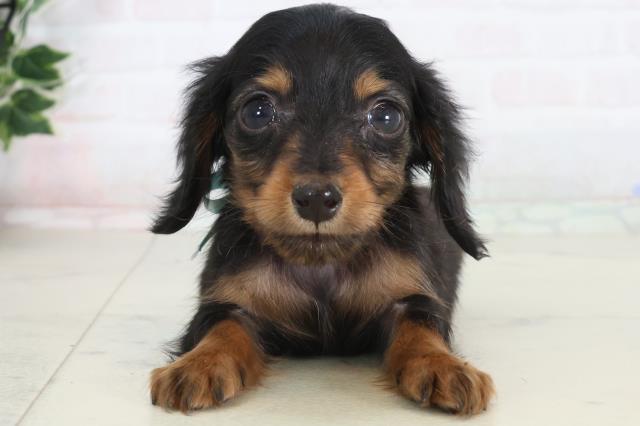 ミニチュア・ダックスフンド