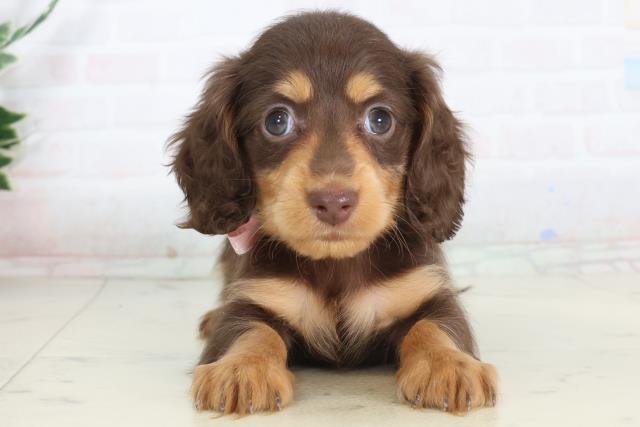 ミニチュア・ダックスフンド