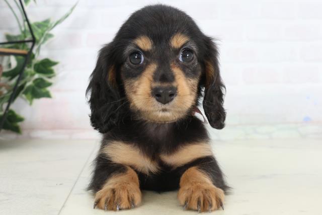 ミニチュア・ダックスフンド