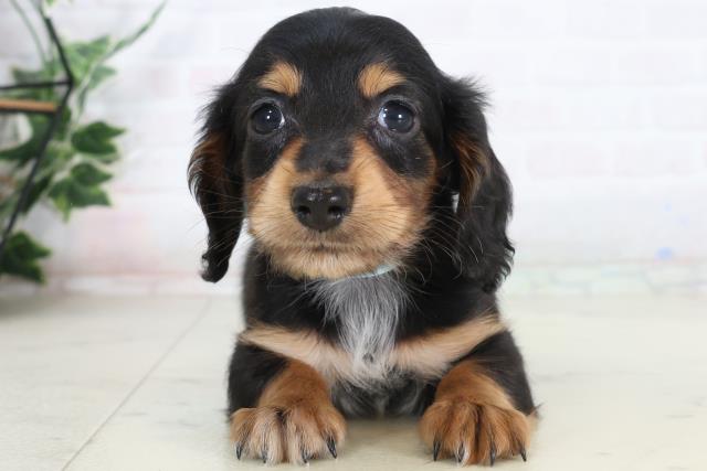 ミニチュア・ダックスフンド