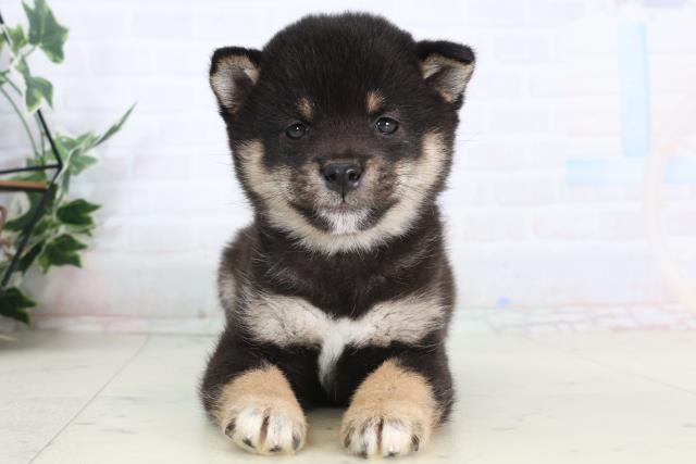 福岡県の豆柴 (Coo&RIKU筑後店/2026年1月24日生まれ/男の子/黒)の子犬の1枚目の画像