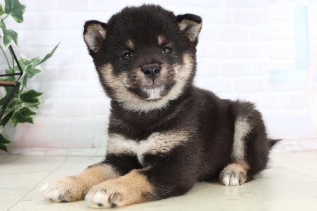 福岡県の豆柴 (Coo&RIKU筑後店/2026年1月24日生まれ/男の子/黒)の子犬の3枚目の画像