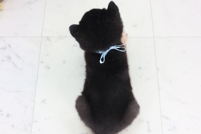 福岡県の豆柴 (Coo&RIKU筑後店/2026年1月24日生まれ/男の子/黒)の子犬の4枚目の画像