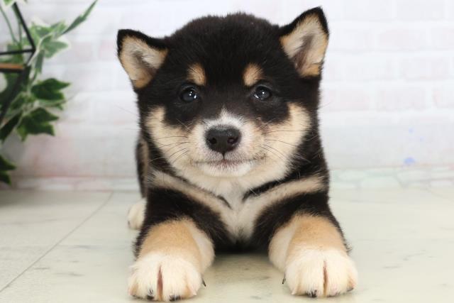 福岡県の豆柴 (Coo&RIKU福岡東店/2026年1月24日生まれ/女の子/黒)の子犬の1枚目の画像