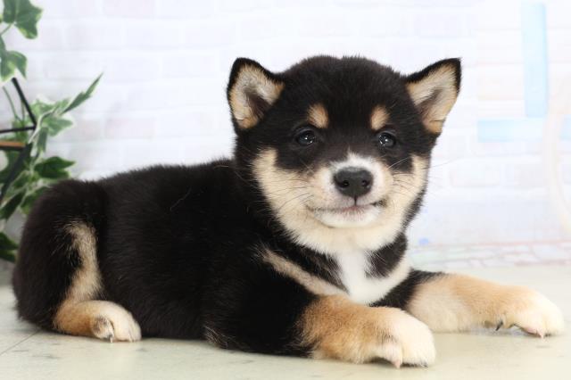 福岡県の豆柴 (Coo&RIKU福岡東店/2026年1月24日生まれ/女の子/黒)の子犬の2枚目の画像