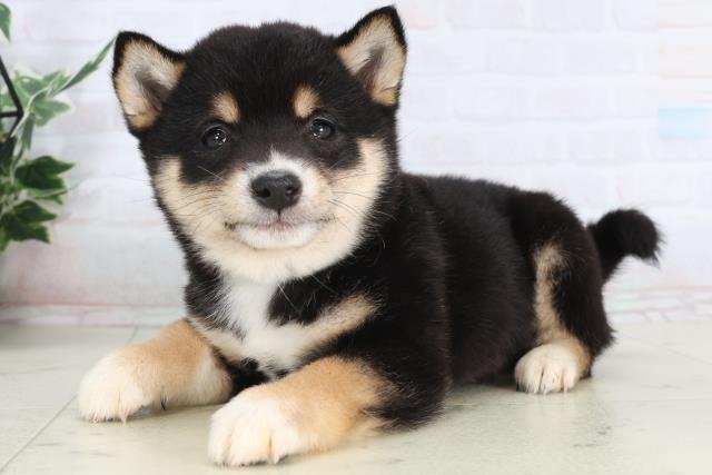 福岡県の豆柴 (Coo&RIKU福岡東店/2026年1月24日生まれ/女の子/黒)の子犬の3枚目の画像