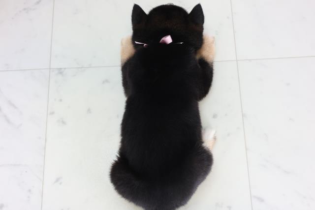 福岡県の豆柴 (Coo&RIKU福岡東店/2026年1月24日生まれ/女の子/黒)の子犬の4枚目の画像