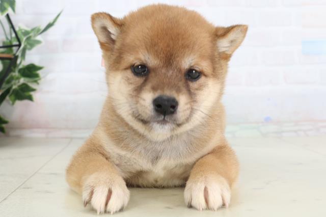 福岡県の豆柴 (Coo&RIKU福岡西店/2026年1月26日生まれ/女の子/赤)の子犬の1枚目の画像