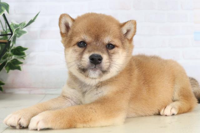 福岡県の豆柴 (Coo&RIKU福岡西店/2026年1月26日生まれ/女の子/赤)の子犬の3枚目の画像