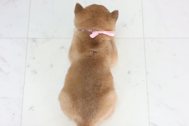 福岡県の豆柴 (Coo&RIKU福岡西店/2026年1月26日生まれ/女の子/赤)の子犬の4枚目の画像